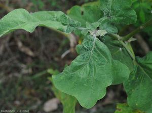 Cochenille-aubergine2