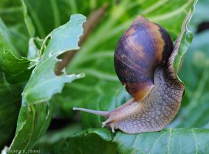 Escargot-Chou3