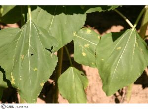 Albugo tournesol feuille 8