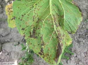 Alternaria helianthi tournesol feuille