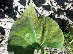 Alternaria helianthi tournesol feuille 