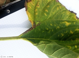 Leptosphaeria lindquistii (Phoma) tournesol feuille