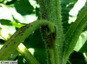 Leptosphaeria lindquistii (Phoma) tournesol tige