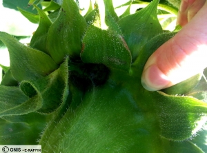 Leptosphaeria lindquistii (Phoma) tournesol capitule