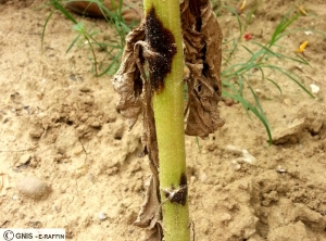 Leptosphaeria lindquistii (Phoma) tournesol tige