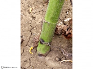 Leptosphaeria lindquistii (Phoma) tournesol tige