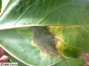 Phomopsis feuille Tournesol