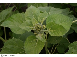 Plasmopara halstedii (Mildiou) tournesol feuille