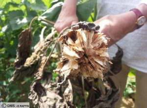 Sclerotinia tournesol collet tige