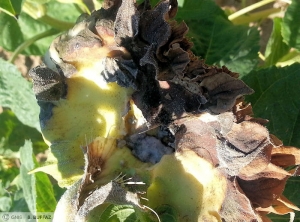 Sclerotinia tournesol capitule