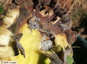 Sclerotinia capitule tournesol