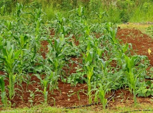 Cultures associees de maïs doux et de niébé. (Mayotte)
