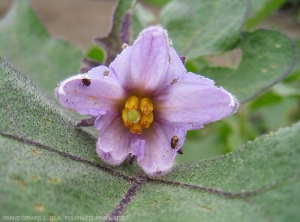 Adultes d'<i>Epitrix hirtipennis</i>  consommant les pétales d'une fleur d'aubergine.