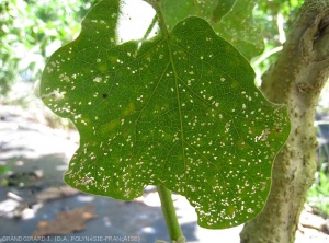 Dégâts d'<i>Epitrix-hirtipennis</i> sur feuille d'aubergine.