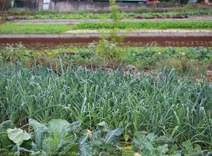 Diversification, association et rotation culturale: brassicacées, alliacées, solanacées, astéracées (La Réunion)