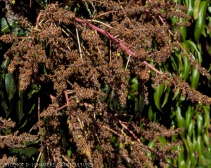 Dessèchement des inflorescences lors de fortes attaques d'Orthops palus 