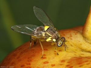 Bactrocera zonata