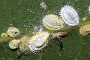Icerya seychellarum