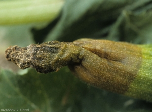 Détail d'une lésion humide marron foncé se développant à l'extrémité du fruit. Notez le pincement de cette dernière et sa coloration noirâtre. <i>Didymella bryoniae</i> (pourriture noire sur fruit, black rot)