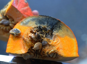 Une coupe dans ce potimarron met en évidence une pourriture humide noircissant progressivement au fur et à mesure du développement mycélien  de <i>Didymella bryoniae</i>. (pourriture noire sur fruit, black rot)