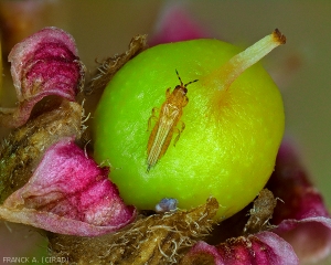 Mango_Thrips_sp.