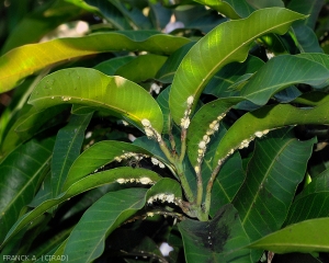 Cochenilles des Seychelles sur feuilles