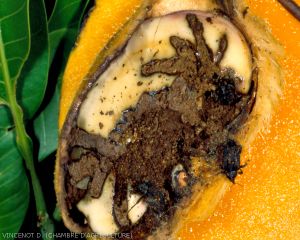 Degats_Sternochetus_mangifera-adultes