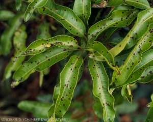 Dégâts_Colletotrichum_gloeosporioides_feuilles1