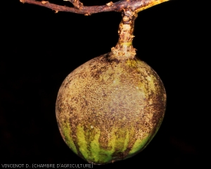 Dégâts_thrips_fruit