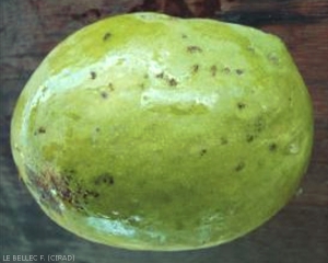 Dégâts_Sternochetus_mangiferae_fruit1