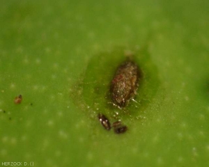 Sternochetus_mangiferae_oeuf