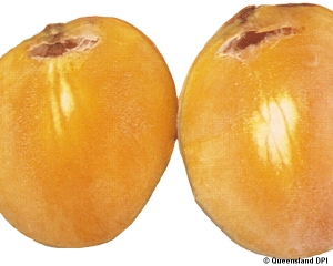 stem_end_cavity