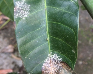 2 colonies de cochenilles du manguier sur feuille