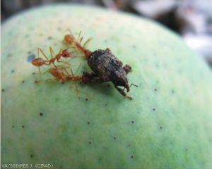 Oecophylla smaragdina