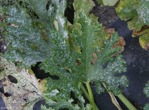 Symptômes d'oïdium sur feuille de courgette <i><b>Podosphaera xanthi</b></i>  ou <b><i>Golovinomyces cichoracearum</i> var. <i>cichoracearum</i></b> (oïdium ou blanc, powdery mildew, white mold)