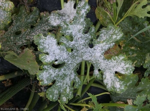 Feuille de courgette couverte par une moisissure poudreuse blanche. <i><b>Podosphaera xanthi</b></i>  ou <b><i>Golovinomyces cichoracearum</i> var. <i>cichoracearum</i></b> (oïdium ou blanc, powdery mildew, white mold)