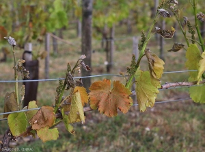 Les jeunes feuilles et les inflorescences de ces rameaux ont pris une teinte noirâtre à brune et certaines feuilles gelées donnent l'impression d'avoir été ébouillantées. Notons que les feuilles plus âgées ont moins subi les effets du gel mais présentent tout de même localement une teinte brunâtre à bronze, et sont plus ou moins déformées. <b>Dégât de gel</b> 