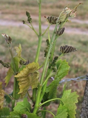 Les jeunes feuilles et les inflorescences de ce rameau ont pris une teinte noirâtre à brune. <b> Dégât de gel </b>