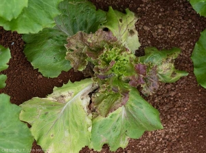 pied de salade dont la croissance et bloqué ; les feuilles du coeur ne se développent plus, les plus anciennes sont plus ou moins nécrosées. <i>Groundnuts Ring Spot Virus</i> (GRSV)