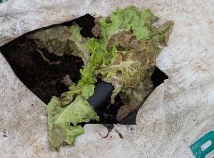 Pied de salade infecté précocement dont la croissance et bloqué et les feuilles déjà formées nécrosées. <i>Groundnuts Ring Spot Virus</i> (GRSV)