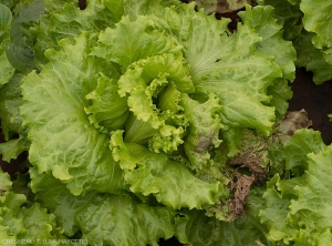 Pomme de salade exprimant localement des nécroses et des dessèchements foliaires. <i>Groundnuts Ring Spot Virus</i> (GRSV)