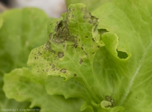 Des petites lésions nécrotiques brunes à noirâtres, voire des anneaux sont visibles sur cette feuille de salade. <i>Groundnuts Ring Spot Virus</i> (GRSV)