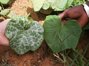 Argenture sur feuille de courge (à gauche feuille affectée, à droite feuille saine)