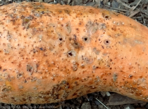 Dégâts de charançons ( <b><i>C. formicarius</i></b> )dans un tubercule de patate douce, on observe bien la différence entre les trous d'émergence du charançon et les trous de plus petit diamètre correspondant aux "piqûres nutritionnelles".