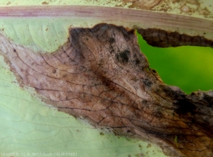 Détail d'une lésion nécrotique sur feuille de taro.  <b><i>Phoma</b></i> spp.