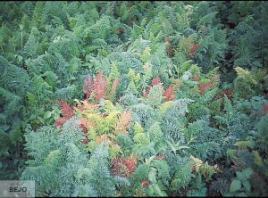 Carrot motley dwarf virus