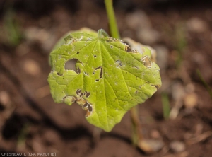 Dégâts de <i>A. foveicollis</i> sur jeune plant.