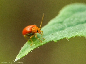 <i>A. foveicollis</i> sur feuile de concombre.