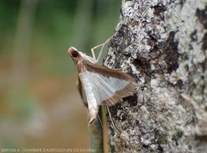 Diaphania hyalinata