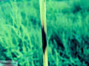 Fusarium oxysporum (fusariose) betterave